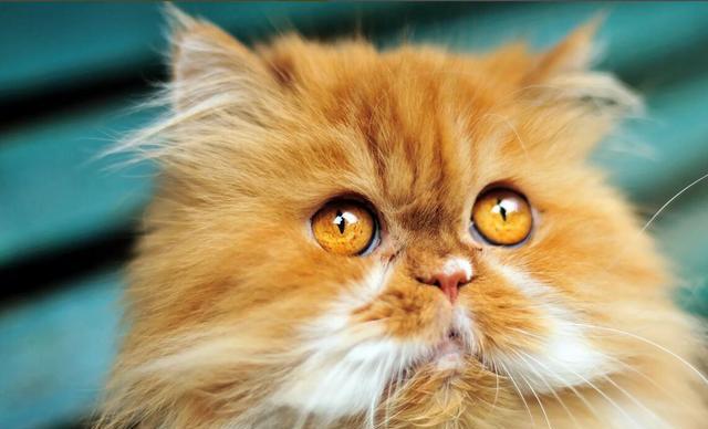 而波斯猫的眼睛为蓝色或琥珀色的被认为是纯种的.