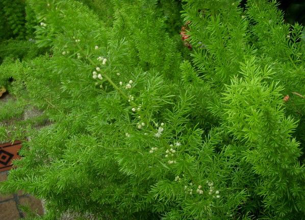 农村常见一种野草殊不知是一种消食良药如今稀罕要30元一斤