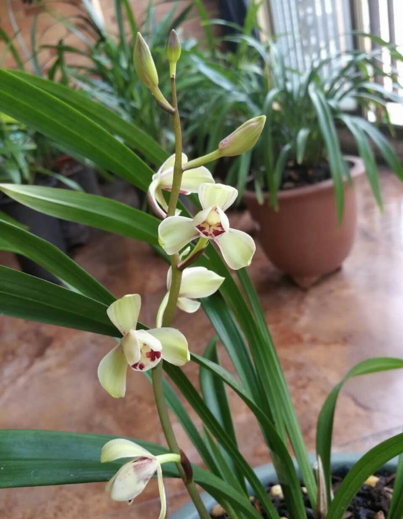 建兰四季兰荷王还是那么的好看