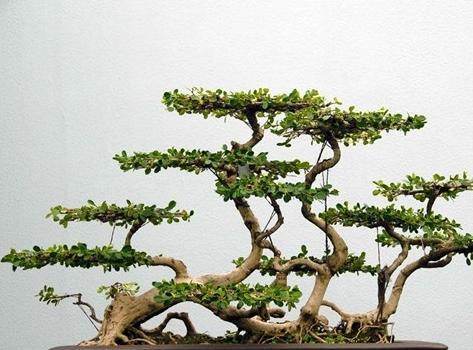 盆景制作入门 三种基本盆景制作方法