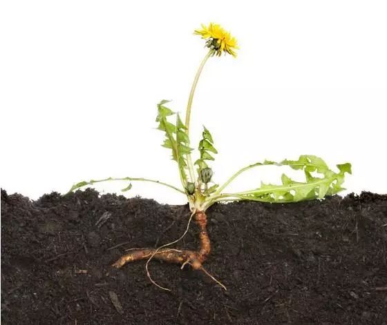 末伏时节,蒲公英这样"搭配",泡水喝,护肝,润肺,效果翻倍!