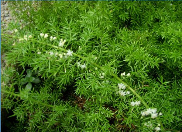 农村常见一种野草殊不知是一种消食良药如今稀罕要30元一斤