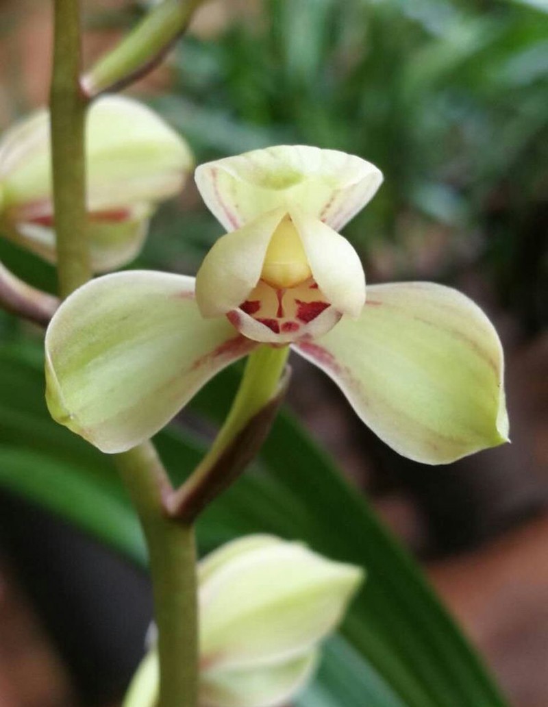 建兰四季兰荷王还是那么的好看