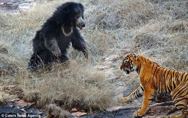 母熊勇斗老虎只为保护年幼的熊宝宝,最终老虎认输并夹着尾巴撤退