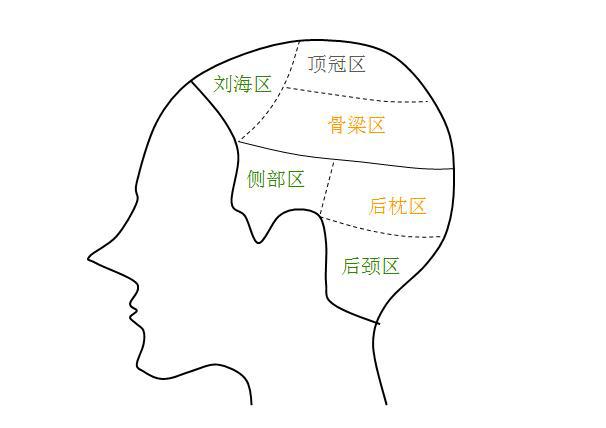 发型技术结构解码(一)——头部分区