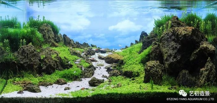 第一届伊士达水草造景大赛前150名作品欣赏