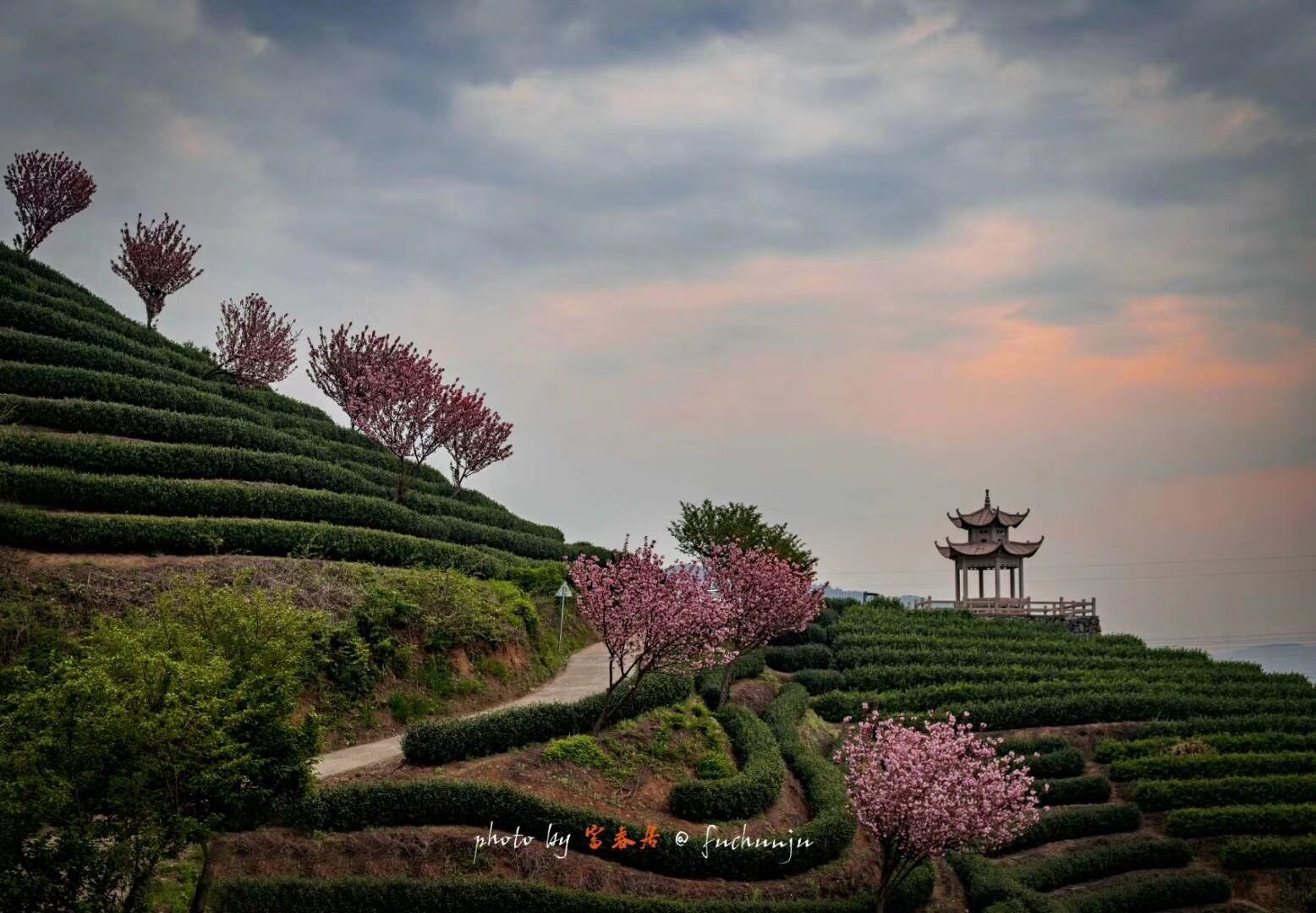 67谁说拔山只有大杭州第一锅春茶|茶山|富阳|大杭州_新浪新闻