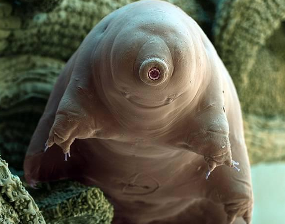 地表最强只有太阳毁灭才能将它杀死