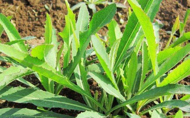 5,曲麻菜(侵麻菜)