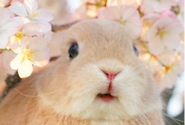 兔宝吃到香蕉超满足它开心到眼睛发亮的表情,网友看了全萌晕