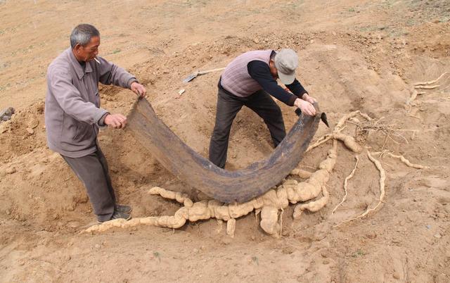 老汉以为自己挖出20米长千年人参专家鉴定后老汉却懵了