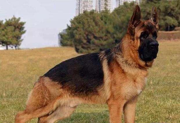 最全能的犬种,德牧,被称为万能的工作犬