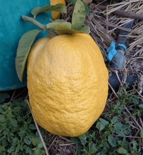 柠檬|香橼|第一次_新浪新闻