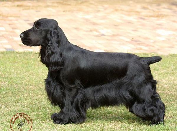 美国人喜欢把别人的变成自己的盘点那些培育得很好的犬种