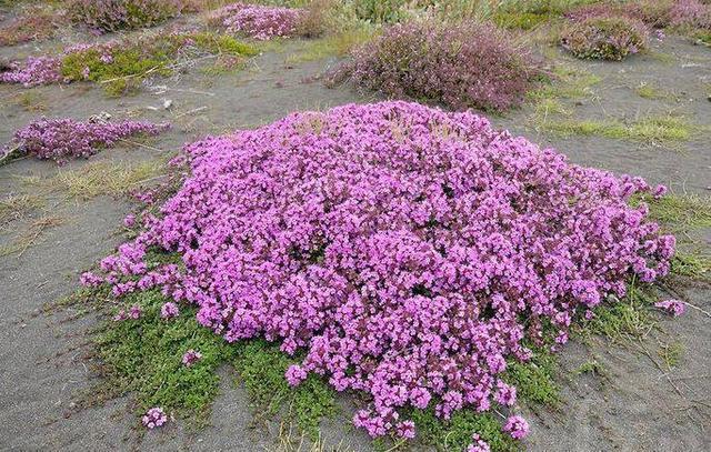 铺地百里香十分耐寒,北方地区都能栽种,也十分耐旱,上图就是野生的