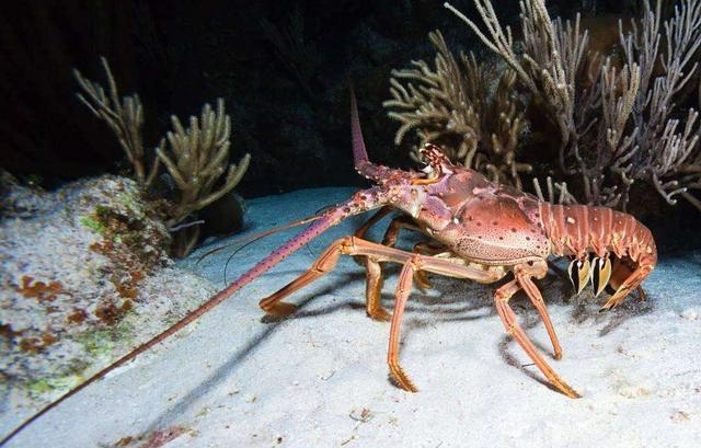 海捕大龙虾|世界名虾,你见都没见过的"虾"!