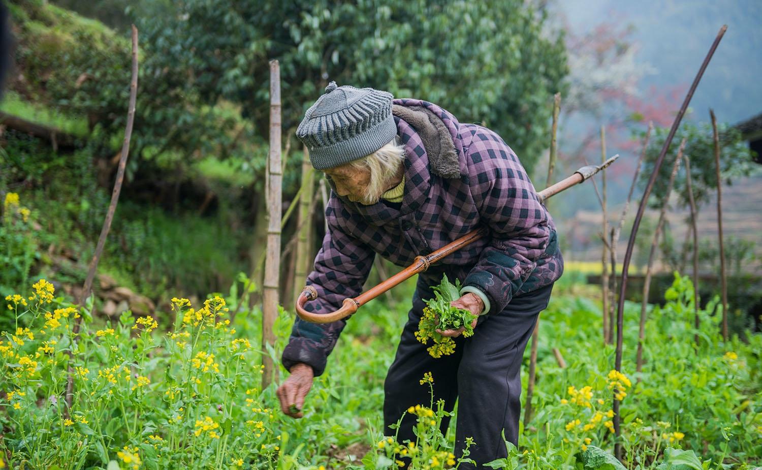 一个百岁老人的生活, 经常下田劳作, 活得轻松自在|百岁老人|彭玉桂|