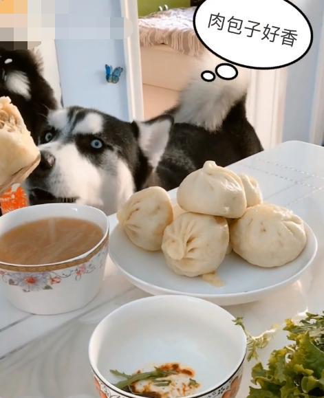 哈士奇看主人吃肉包子馋的流口水,二哈:太气人了,没一个懂我的