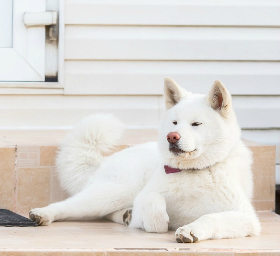 两种颜色的秋田犬你喜欢哪个我喜欢图三白色的