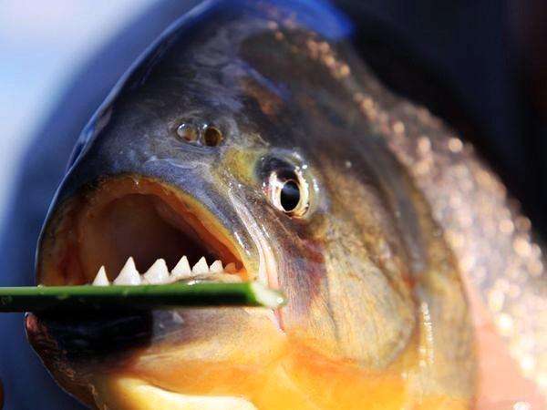 南美洲极为罕见的食人鱼其生命力极强咬合力超越史前恐龙