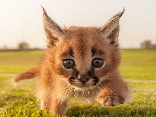 狞猫小时候好萌啊!