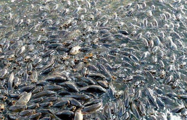 这些食材都是中国吃货们的最爱, 但在国外却泛滥成灾了