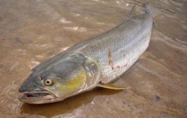 五种价格昂贵的淡水鱼味道鲜美赛过海鲜吃过两种的人都算幸运