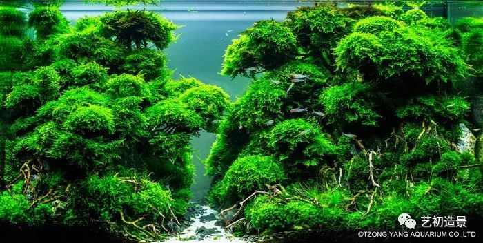第一届伊士达水草造景大赛前150名作品欣赏