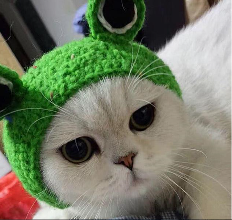 店主跪求删掉买家秀铲屎官纠结猫主子很满意为啥删