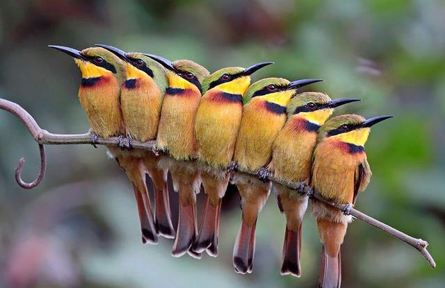 还记得树上骑七个鸟吗看看鸟儿排排站取暖暖心窝的景