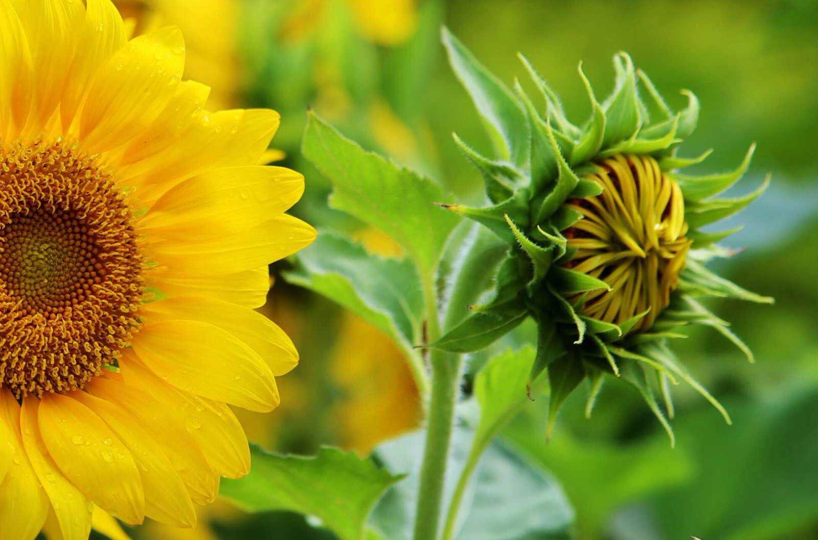 金秋的向日葵,金灿灿的笑脸迎着阳光.给人传递一种乐观的精神