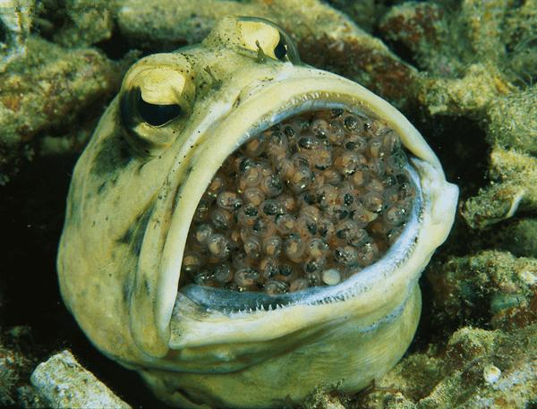 男子潜水发现长相丑陋的蛤蟆朋友解释是条鱼嘴里的东西不一般