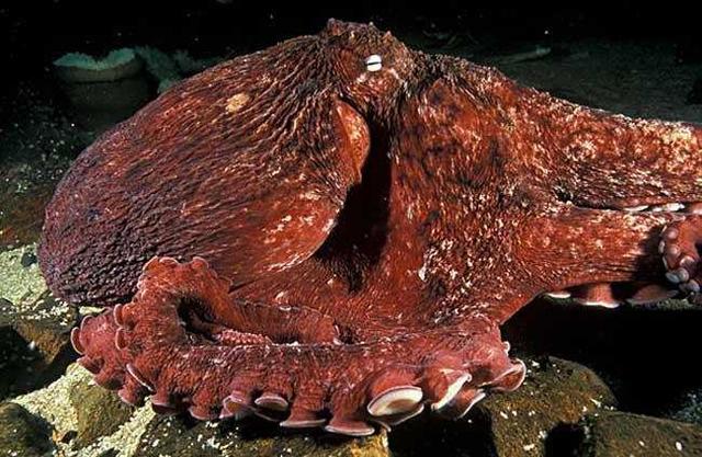 捕虫瓶草(gardenworm),沙漠中的食肉植物,跳虫为食,种子,昆虫依靠碰撞