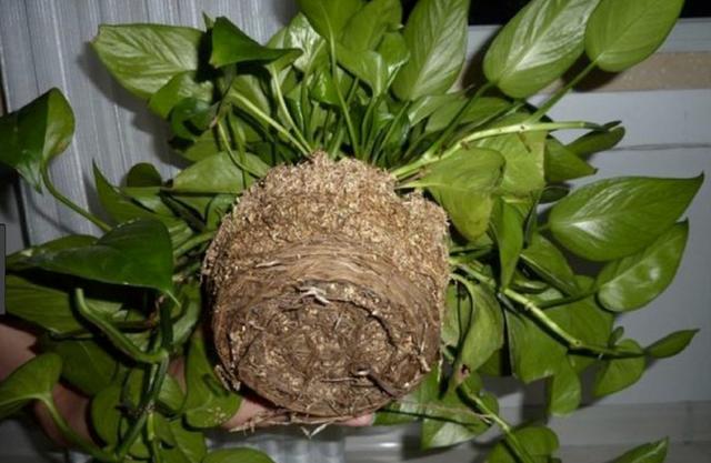 一年不换盆,4种花的根,和铁一样硬,难怪怎么养都不长了