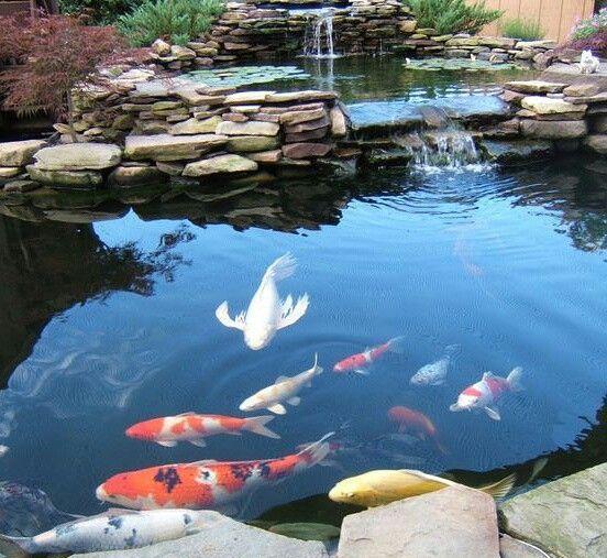 10个花园"锦鲤鱼池"设计,优美闲适的环境,让人忍不住驻足欣赏