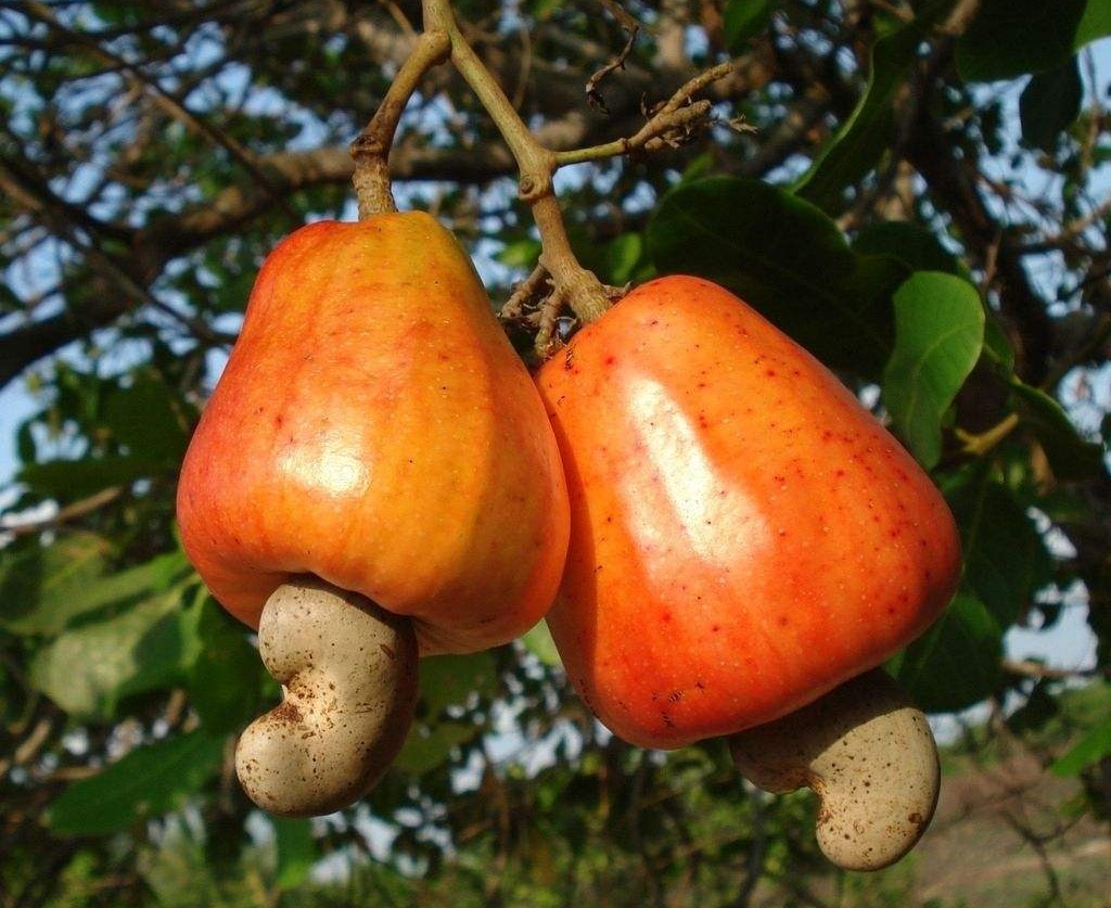 农村一种奇葩"梨果",果核长在果肉外,有大毒,却卖100元一斤|梨果|腰果