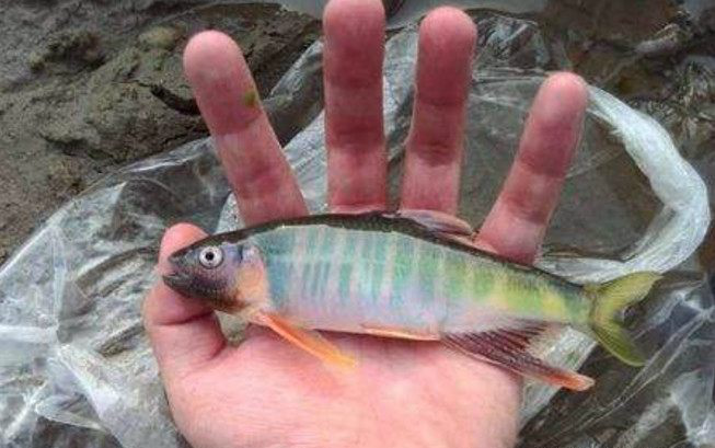 吃过3种以上算你赢,全吃过的都是牛人|牛人|农村|野生甲鱼_新浪新闻