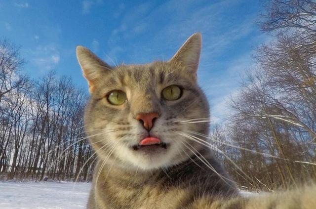 自拍猫manny新作品来啦!带着自己的狗弟兄出镜萌翻天!