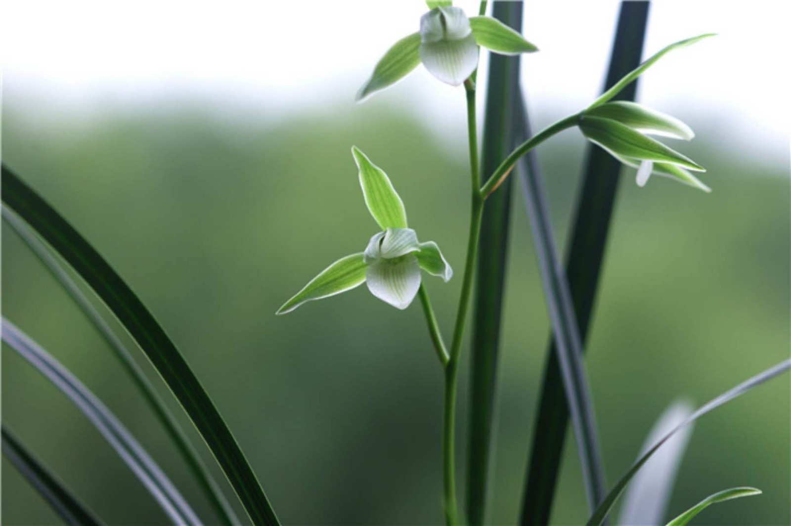 兰青杆青花素心青华一个非常不错的素心兰花品种