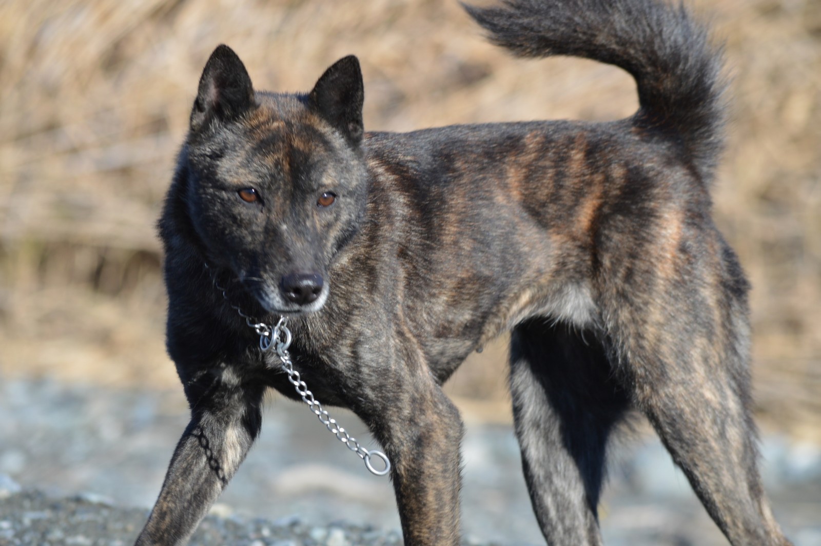 藏于神秘龙虎山中的野生猛犬源于东汉末年随修道之人定居于此