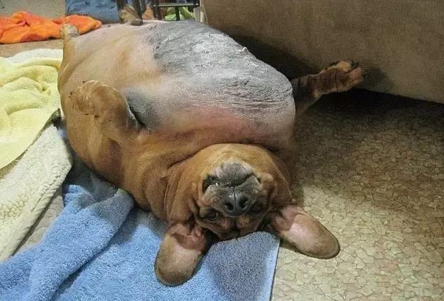 世界上最胖的狗狗减肥后,简直太亮眼!