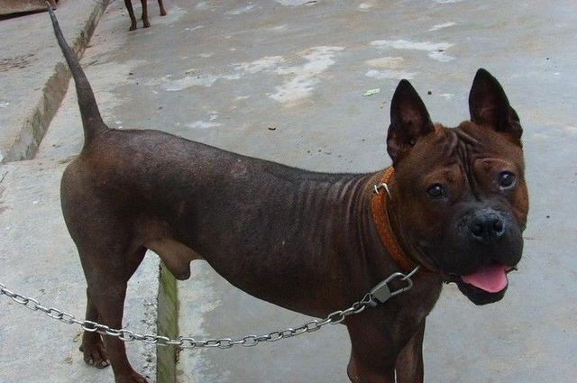 莱州|犬种|重庆犬_新浪新闻