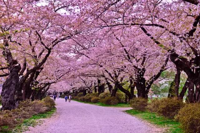 二十间道路樱花道道路绵长樱花灿烂美不胜收