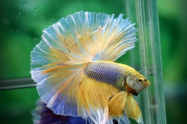 孔雀鱼姿态万千的美丽