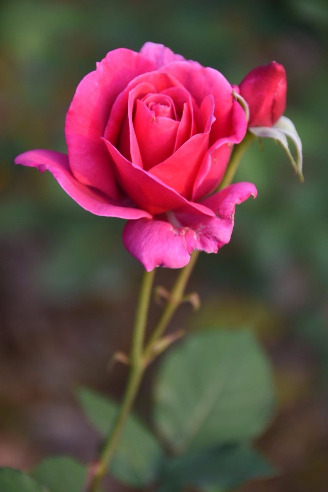 各种颜色的玫瑰花开了四月总是那么浪漫