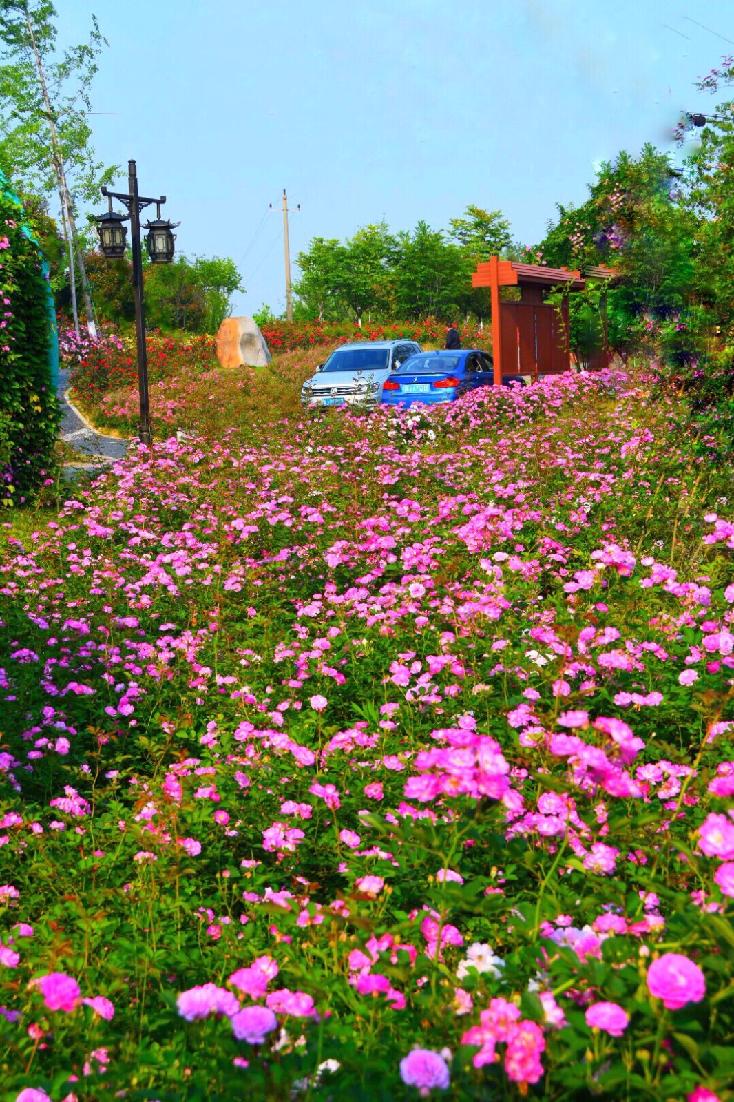 温岭植物园七姊妹蔷薇盛开五一节泡在这花海里好惬意22图
