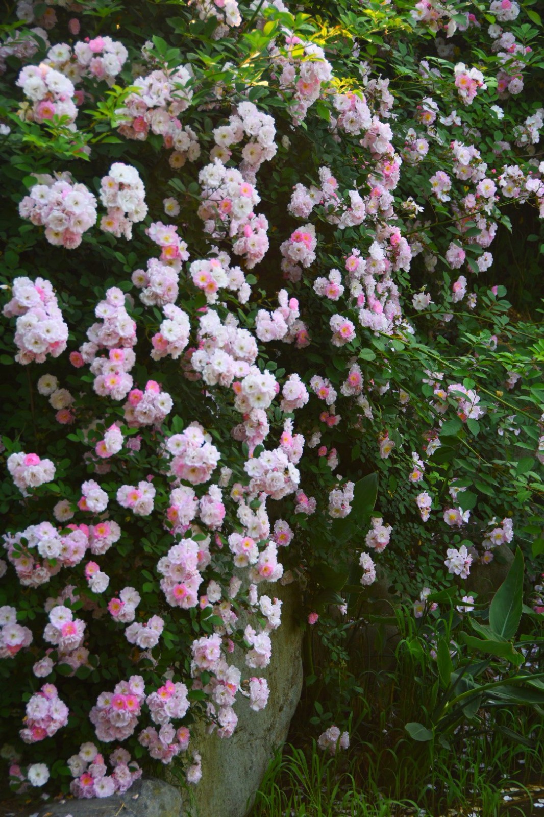 温岭植物园七姊妹蔷薇盛开五一节泡在这花海里好惬意22图