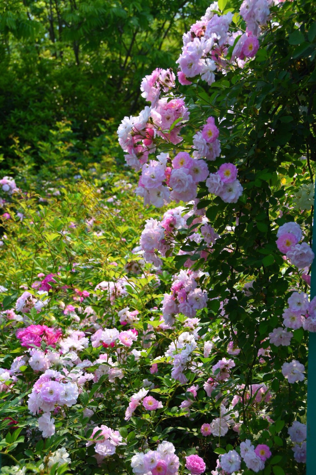 温岭植物园七姊妹蔷薇盛开五一节泡在这花海里好惬意22图