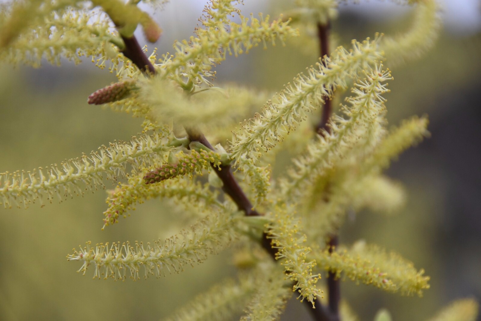 桑葚年年见,桑葚的花还是第一次见