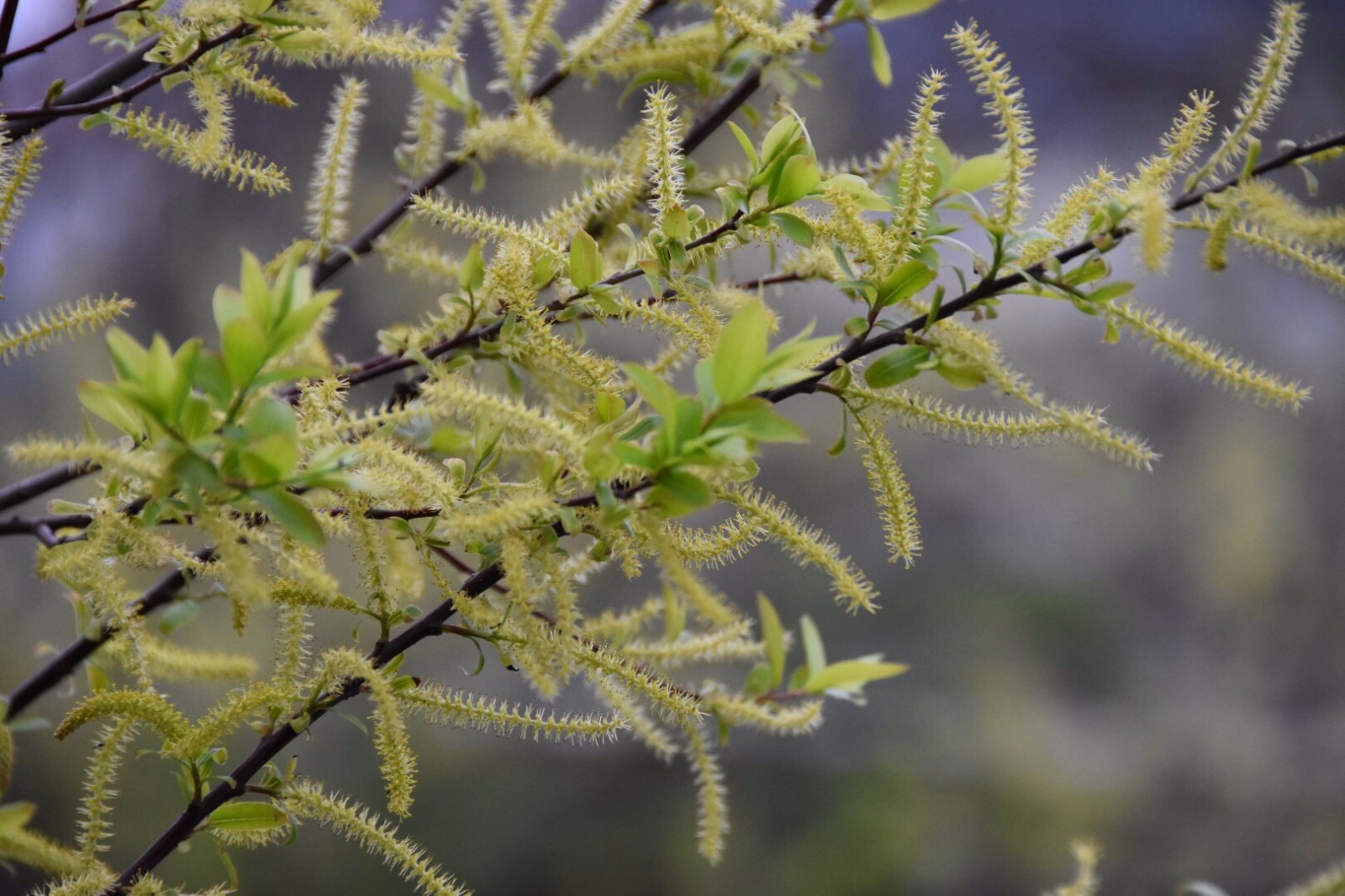 桑葚年年见,桑葚的花还是第一次见